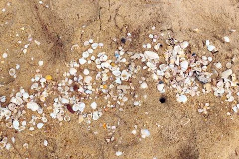 Sea shells with sand Stock Photos
