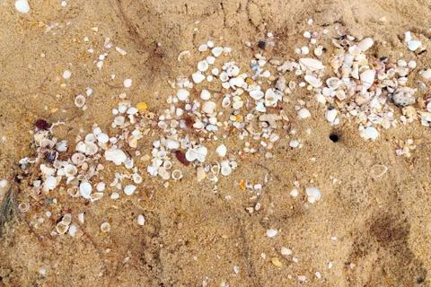 Sea shells with sand Foto stock