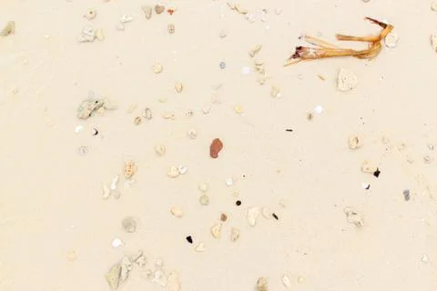 Sea shells with sand Stock Photos