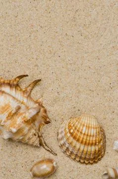 Sea shells with sand Stockfoto's
