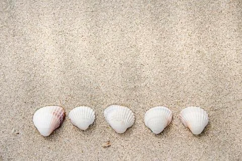 Sea shells on sand Stock Photos