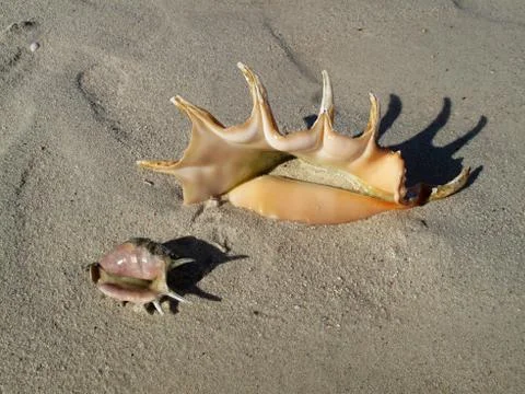Sea shells on the sand Stock Photos