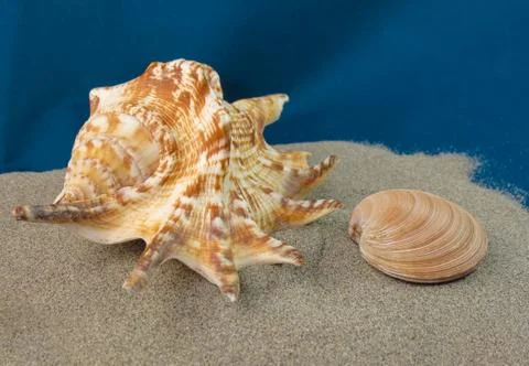 Sea shells on sand Stock Photos
