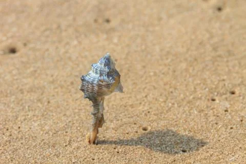Sea shells with sand Foto stock