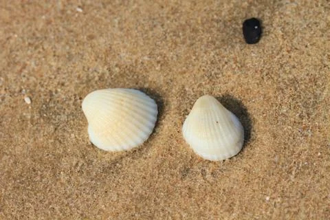Sea shells with sand Stock Photos