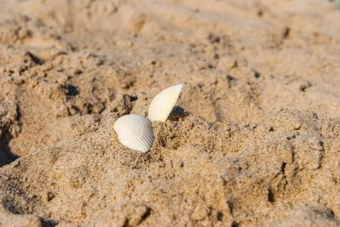 Sea shells on sand. Stock Photos