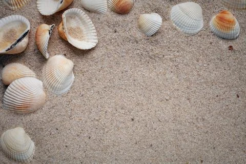 Sea shells on sand Stock Photos