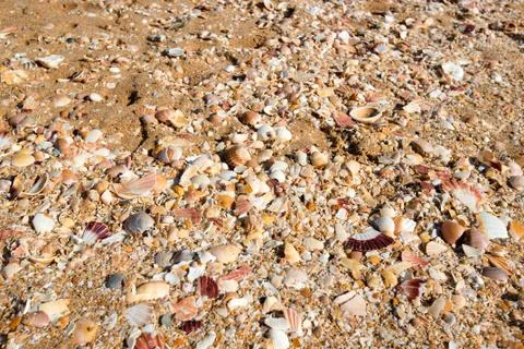 Sea shells in sand Stock Photos