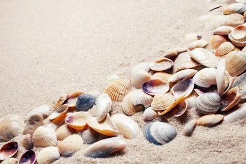 Sea shells on sand Stock Photos