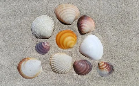 Sea shells on the sand Stock Photos