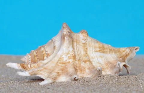 Sea shells in sand Stock Photos