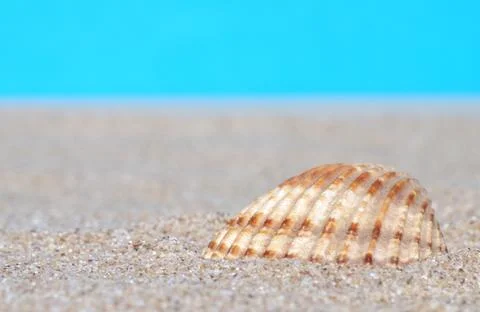 Sea shells in sand 스톡 사진