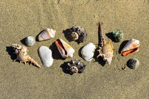 Sea Shells on the sand Stock Photos