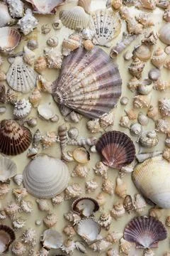 Sea shells on the sand 스톡 사진