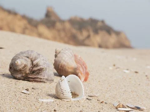 Sea shells on the sand. 스톡 사진