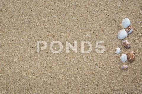 Sea shells on sand. Summer beach background. Top view Stock Photos