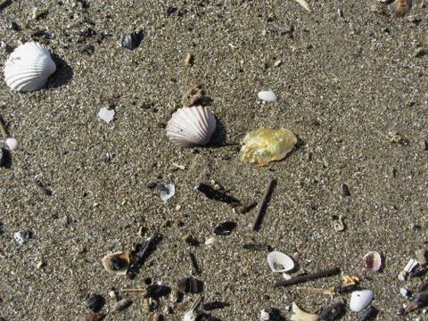 Sea shells on sand. Summer beach background. Top view Stock Photos