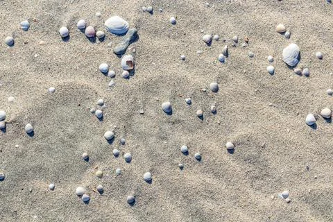 Sea shells on sand. Summer beach background. Top view Foto stock