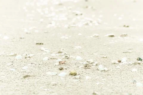 Sea shells on sand. Summer beach background. Top view . Sand texture. Beach.. Stock Photos