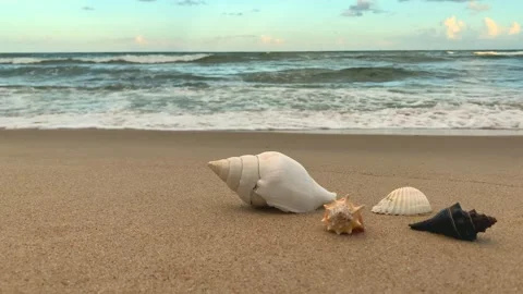 Sea shells on the sand with waves in the blurred background Stock Footage 270483885