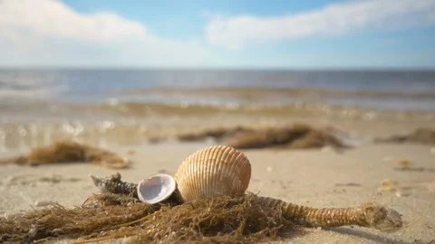 Sea shells on sandy beach with blue sky and ocean waves Stock Footage 123657370