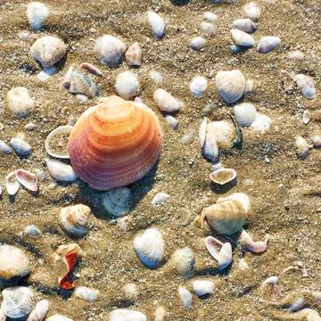 Sea shells on sandy beach Stock Photos