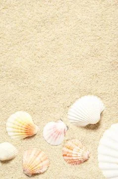 Sea shells on sandy beach. Summer background. Top view Stock Photos