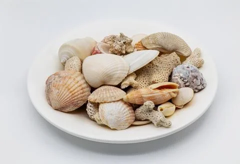 Sea Shells on a Saucer Stock Photos