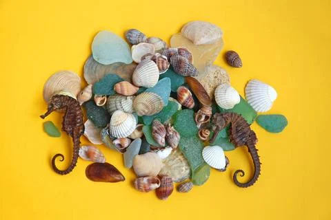Sea shells Sea shells and glass stones on yellow background Copyright: xZo... Stock Photos