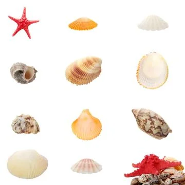 Sea shells Sea shells isolated on white background Copyright: xZoonar.com/... Stock Photos