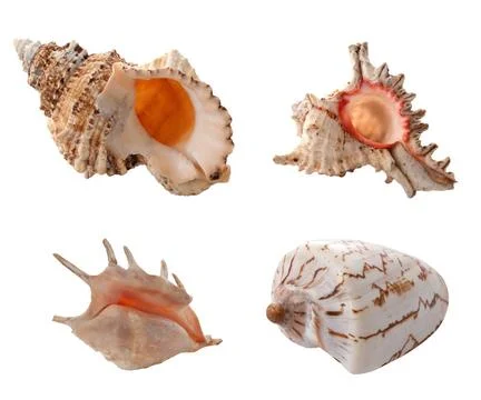 Sea shells Sea shells isolated on white background Copyright: xZoonar.com/... 스톡 사진