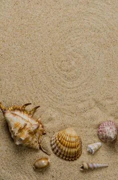 Sea shells Sea shells with sand as background. Copyright: xZoonar.com/homy... Stock-Fotos