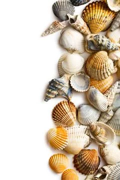 Sea shells sea shells on white background Copyright: xZoonar.com/JirixHera... Stock Photos