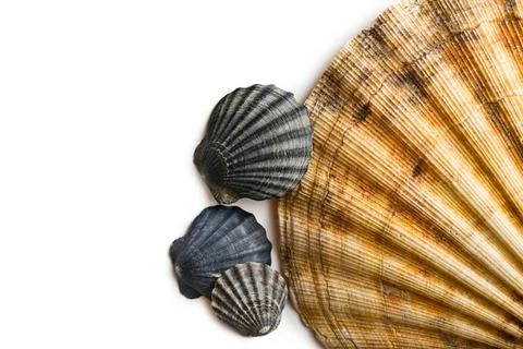 Sea shells sea shells on white background Copyright: xZoonar.com/JirixHera... Stock Photos