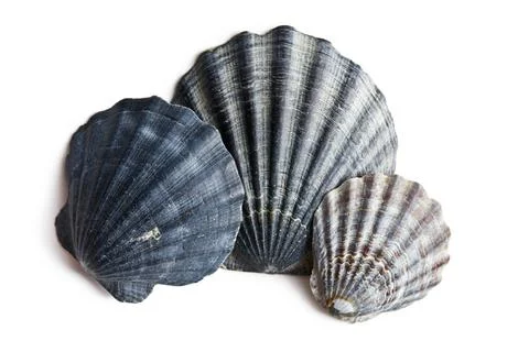Sea shells sea shells on white background Copyright: xZoonar.com/JirixHera... Stock Photos