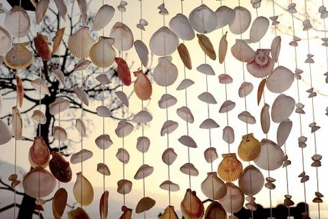 Sea Shells Seashells Stock Photos