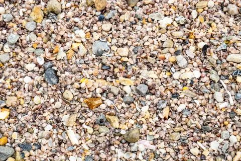 Sea Shells Seashells! Stock Photos