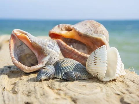 Sea shells at the seaside. 스톡 사진
