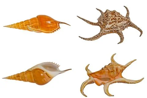 Sea shells set. Sea shells set Harpago Tibia. Set. Isolated on a white bac... Stock Photos