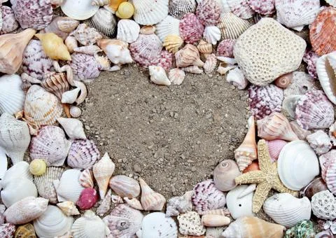 Sea shells in the shape of a heart Stock Photos
