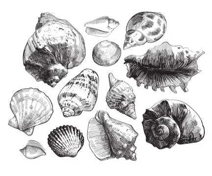 Sea shells sketch set. Black doodle seashell silhouettes isolated on white ba Stock Illustration