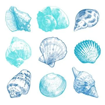 Sea shells sketch set. Color tender doodle seashell silhouettes isolated on w Stock Illustration