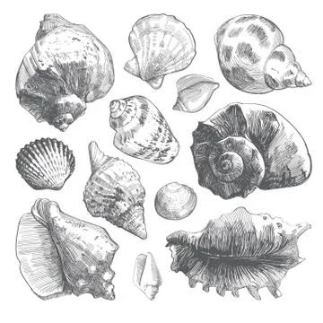 Sea shells sketch set. Grey doodle seashell silhouettes isolated on white bac Stock Illustration
