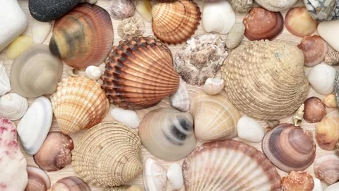 Sea shells, snails and pebbles on the brown wooden background Stock Footage 278656989