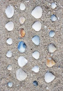 Sea shells spread on the sand Foto stock