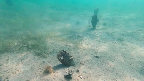 Sea shells stick out from the seabed in the Adriatic Sea Vidéo 274084425