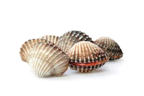 Sea shells with striped patterns on a white background Stock Photos