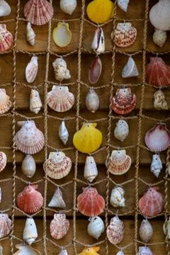 Sea shells strung on a close-up thread - background. Stock Photos