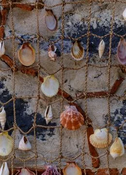 Sea shells strung on a close-up thread - background. Stock Photos