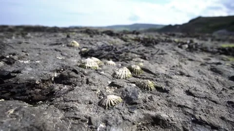 Sea shells stuck in the rocks. Stock Footage 201125612